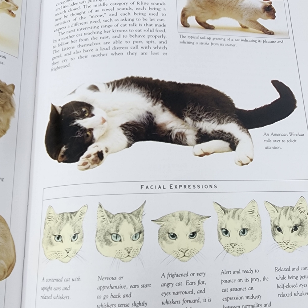 The Illustrated Encyclopedia of Cat‎ Breeds" by Angela Rixon - Picture 12 of 14